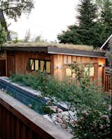 #outdoor #exterior #modern #design #pooldesign #roses #wood #woodgarage #greenroof #detachedgarage #backyard   Photo 6 of 14 in Beautiful Backyards by Meg Dwyer from Garden & Landscapes