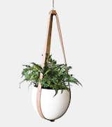 Ceiling Planter by Farrah Sit for Light + Ladder. Vegetable-tanned leather cradles an eight-inch-wide ceramic planter fashioned in Brooklyn.