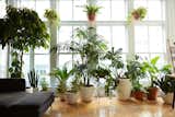 It’s Time to Prune Your Houseplants: Here’s How the Experts Do It - Photo 2 of 5 - 