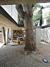 Outdoor, Back Yard, and Trees This open-ended box, lined in mirrored glass, performs like a kaleidoscope, amplifying the mature Melia tree’s presence within the dining room.  Photo 9 of 13 in A Modern Concrete Home in Peru