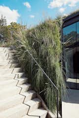 Native grasses spill forth from the green roof toward a stairway leading to the main level.