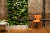 Living Green Walls 101: Their Benefits and How They’re Made - Photo 2 of 9 - 