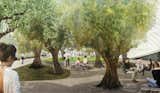 The plaza's defining feature is to be a grove of century-old olive trees originally seeded in the Shasta Cascade region of Northern California. The grove, which will include a crushed-stone walking path and flowering ground cover, will serve as a buffer between the museum and the busy street. Image courtesy of Diller Scofidio + Renfro.  Photo 3 of 4 in The Broad Museum in Los Angeles Reveals Plaza Plans