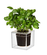 Boskke's Clear Cube Planter only requires watering once monthly. Giving a clear view of plant growth as it happens, Boskke's planter brings transparency to gardening.