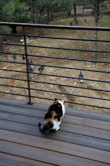 The couple's Calico cat, Popper, watches a flock of hen turkeys from a deck. Photo by Barry B. Doyle.