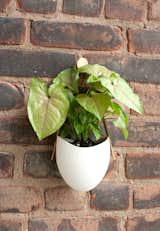 For a mom with a green thumb—but not a lot of space—this hanging planter from Light + Ladder is a necessary accessory. Made of porcelain and leather, the planter can be hung anywhere Mom could use a little greenery in her life.  Photo 1 of 7 in Modern Gifts for Mom by Marianne Colahan
