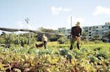 Havana: World Capital of Urban Farming? - Photo 1 of 8 - 