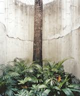 The house is largely enclosed for privacy, but hints of the outdoors, with its tropical light, are always close by. A royal palm enclosed in concrete suggests the contained foliage of courtyards found in older San Juan homes.  Photo 8 of 8 in San Juan, PR