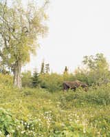 Valerie Phelps and Peter Burke’s immediate backyard frequently plays host to moose and other wildlife in search of an afternoon snack.  Photo 3 of 9 in Alaska: The Final (Architectural) Frontier