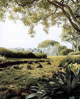 The meditation gardens at the Contemporary Museum in Makaha are laced with winding paths and unexpected views.