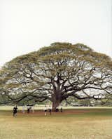 At Moanalua Gardens, visitors gape at the giant monkeypod tree, famous in Japan for starring in Hitachi ads.