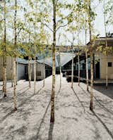 Birch trees add an Asian touch to the Greulich Hotel by Romero + Schaefle Architects.