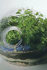 A close-up of a custom blown- glass terrarium offers a microcosmic view of one of Hayes’s lushly overgrown landscapes. Hayes produces her silicone planters in five sizes, two styles (“classic” and “eccentric”), and five standard color options.