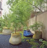 A cluster of maple trees sprout from a trio of Autumn Lake eccentric silicone planters and a Ginko medium classic planter in the courtyard of Hayes' gallery, Salon 94.