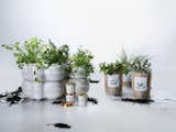 5 Simple Tips for Growing an Indoor Herb Garden