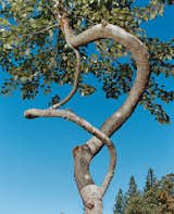 Two branches of a 20-foot-tall poplar spiral around one another.