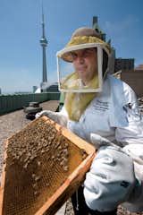 Hive Design