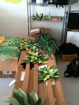 Un-potted paper trees waiting to be placed.  Photo 4 of 12 in Behind the Scenes: Dwell Reports by Amy Silberman