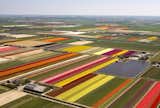Aaron: My Friday Find this week is this picture of scores and scores of tulips in bloom in Holland. Wow! Thanks to Heather Mourer of One Home in Denver for passing the picture on.