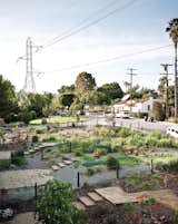 Residents have leased and transformed adjacent vacant land owned by the Department of Water and Power into a community garden.  Photo 6 of 15 in Lucky 7