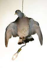 A single Pigeon Pendant.  Search “aeros pendant” from Alex Randall's Trippy Lighting