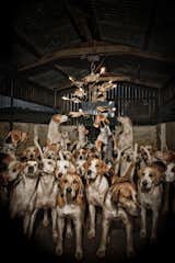 Here's the Partridge Dance Chandelier, surrounded by hounds. Photo by Claire Rosen.