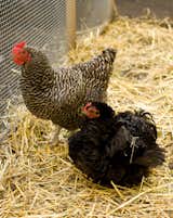 Portland permits each household up to three hens (no roosters), and in February 2009, Snyder had the plans in the works in Google SketchUp. Around the same time, the duo also got their chicks, housing them under lamps in the basement until the coop was completed. "We didn't know what they were going to be like," Snyder says. "But we didn't just get them for the eggs; they're really fun as pets, too."  Search “chicken chapel” from Coop Dreams