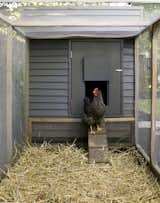 "They have comfort and protection from the elements," says Snyder of the hens. Chicken raising guides recommend that each bird be given two square feet in the coop, and four square feet in the run.