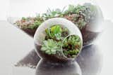 Terrariums by Botany Factory
