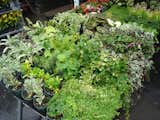 The architects spent several days wandering local Manhattan greenmarkets refining the plant selections.