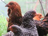 "Unfortunately he met his demise when he tried to assert his dominance over the neighbor's dogs.  Ironically, this tragedy occurred a week before he was to meet his new roommates: four spring hens we adopted from my son’s kindergarten classroom."