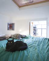 Count Dracula, one of two loft cats, curls up on Ionescu’s bed. An operable window swings open to allow ventilation, natural light, and a view of library.