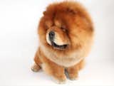One of the cuddly canines at the Westminster Dog Show. Photo via The New York Times.  Photo 5 of 5 in Friday Finds 2.18.11