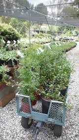 I collected my plants in a rubber wheeled cart provided by the nursery, so you can pull it around as you study the plants.