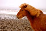 Icelandic horses are richly colored, like this guy who braved a hail storm long enough for me to snap his picture.