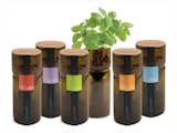 Grow Bottles are repurposed wine bottles used to grow basil, chives, mint, oregano, and parsley using hydroponics.