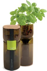 The Grow Bottles contain everything you need to grow a wine-bottle-size garden: pot, clay pebbles, seeds, and more.  Photo 1 of 2 in Grow Bottles