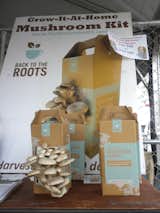 Back to the Roots Mushroom Kits were a big hit. For $20, you got a box that will sprout a crop of mushrooms within ten days. Each box is reported to grow at least two crops. Perfect for apartment dwellers and available online.