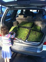 Post 10, as mentioned before, includes a family outing to Sunset Nursery. Writes Taalman: "Our purchases give new meaning to 'small carbon footprint' for our Subaru!"  Search “small footprint in fayetteville” from Taalman/Koch Renovation Recap
