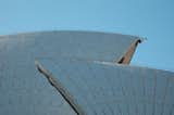 I never realized how textured the sails of the Opera House are—nor did I realize that they are not perfectly white. Utzon specified the use of 1,056,000 cream and off-white tiles made in Sweden.