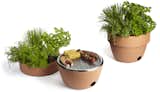 One of the most recent products from Black+Blum is its Hot Pot BBQ. The terracotta herb pot doubles up as a mini grill.