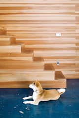 Staircase and Wood Tread Ando, a Shiba Inu, was in the first Puppy Cam litter.  Search “Chillin-Out.html” from Storage Savvy Renovation in Emeryville