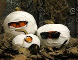 These smashing pumpkins are decked out with shades by Warby Parker.