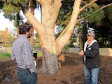 Sebastian Mariscal discusses tree roots with arborist Lisa Smith. Which roots can we cut without endangering the tree? The roots range in diameter from a sixteenth of an inch through to fourteen inches in size.