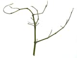It starts with a stick of mistletoe, stripped clean of its leaves.  Search “data clip usb stick” from Modern Mistletoe by Kiel Mead