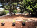 Here's a view looking east through the front yard toward the street. The trees include a large pine on the left and an oak and juniper on the right.  Photo 5 of 10 in Dwell Home Venice: Part 1