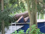 Here's the Giardini tree that fell on top of the pavilion in 2011. Photo by Ross Hamilton.