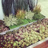 GreenGrid's modular green roof system stood out among the other companies offering similar products.