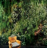 Living Room and Chair Blanc took the term "living room" to a different level with this striking 20-by-23-foot interior wall for the Dimanche family's home in Paris.  Photo 9 of 10 in Living Green Walls 101: Their Benefits and How They’re Made from Pantone Announces 2013 Color of the Year: 17-5641 Emerald
