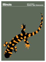 Another salamander, the Eastern Tiger, in the mix; Illinois.  Photo 14 of 19 in State of America Print Series by Julian Montague by Sara Ost
